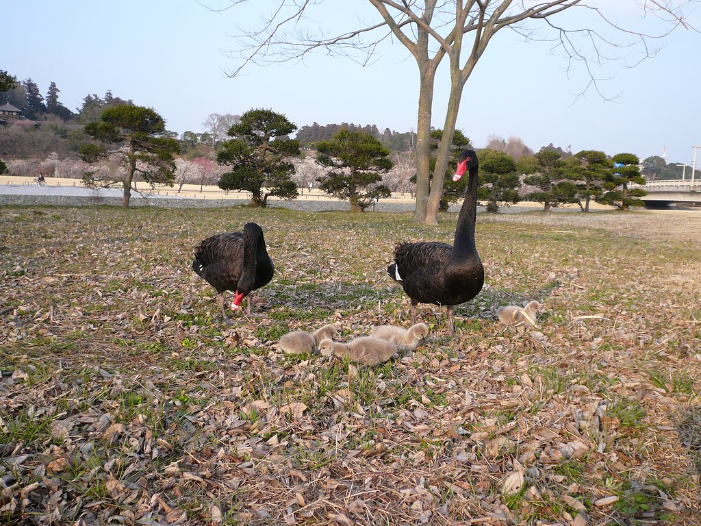 家族団欒ラン・・・