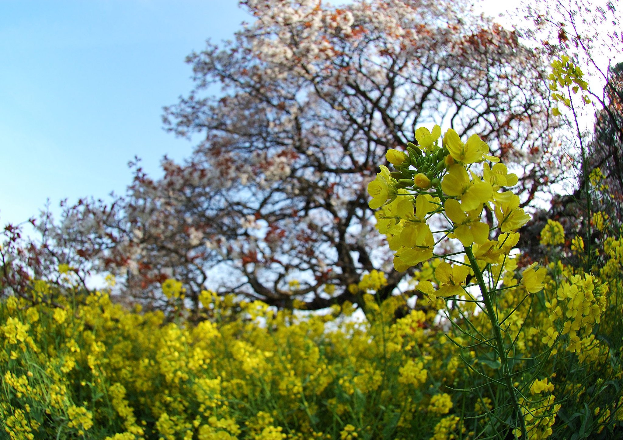 吉高の大桜