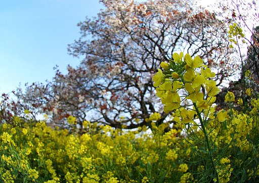 吉高の大桜
