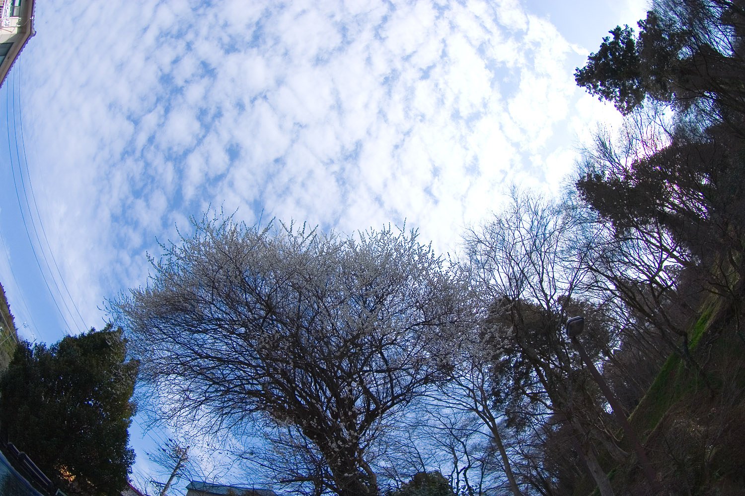 【花】咲いていた