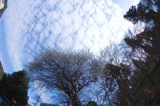 【花】咲いていた