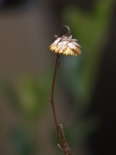 【花】ドライフラワー
