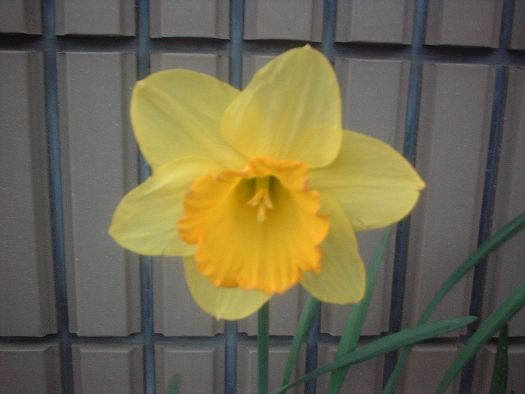 開いてた