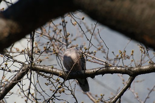 首の短い鳩