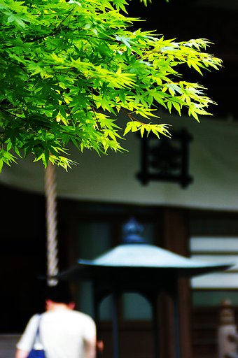 青葉の楓