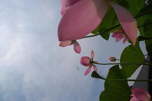 大賀の蓮NO.2