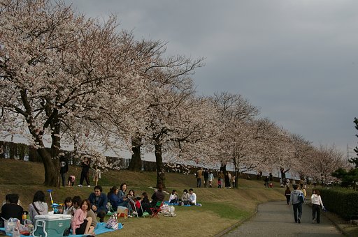 お花見日和