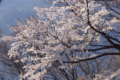 標高560メートルの山桜