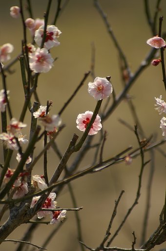逆光 in 閑谷学校