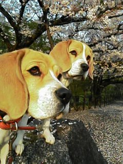 ワンコと一緒に花見！