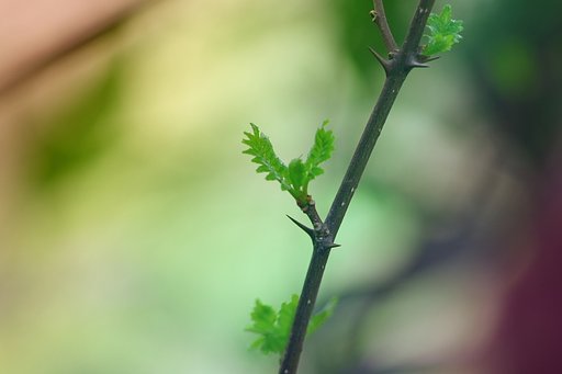山椒