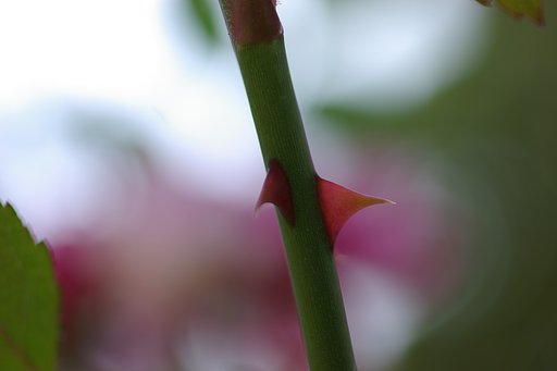 綺麗な花には・・・