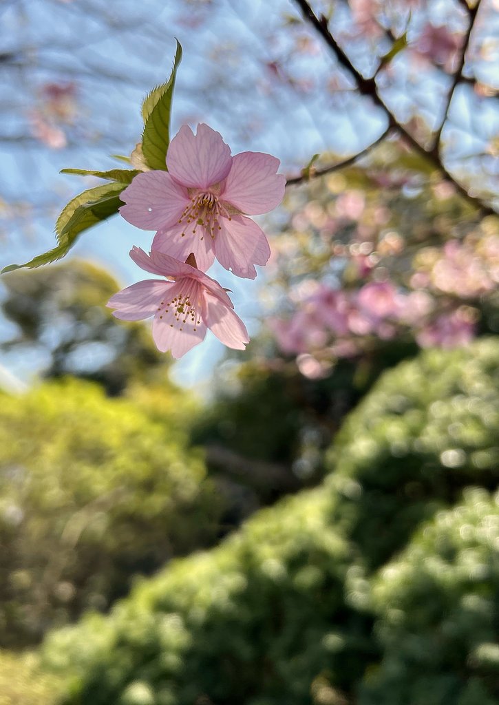 薄紅の囁き