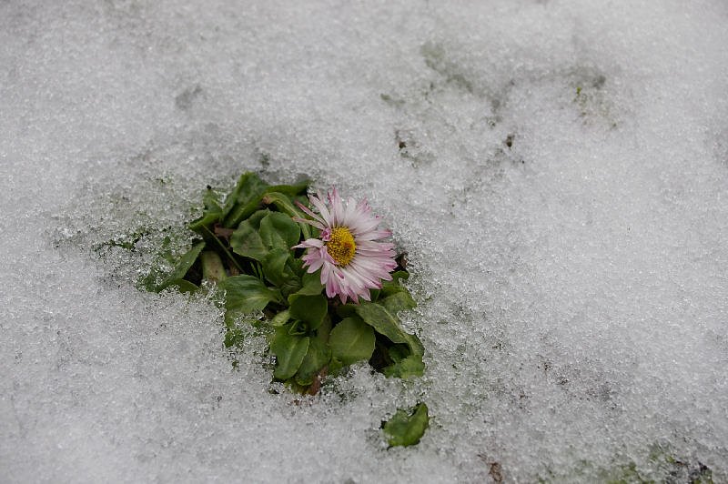 えっ、なんで雪なの？