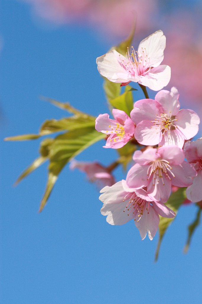 美、河津桜