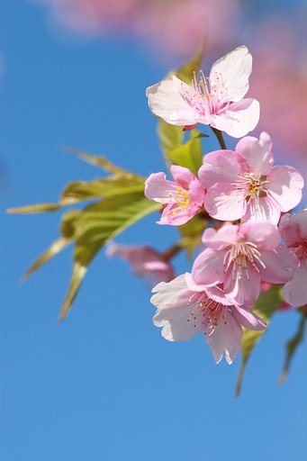 美、河津桜