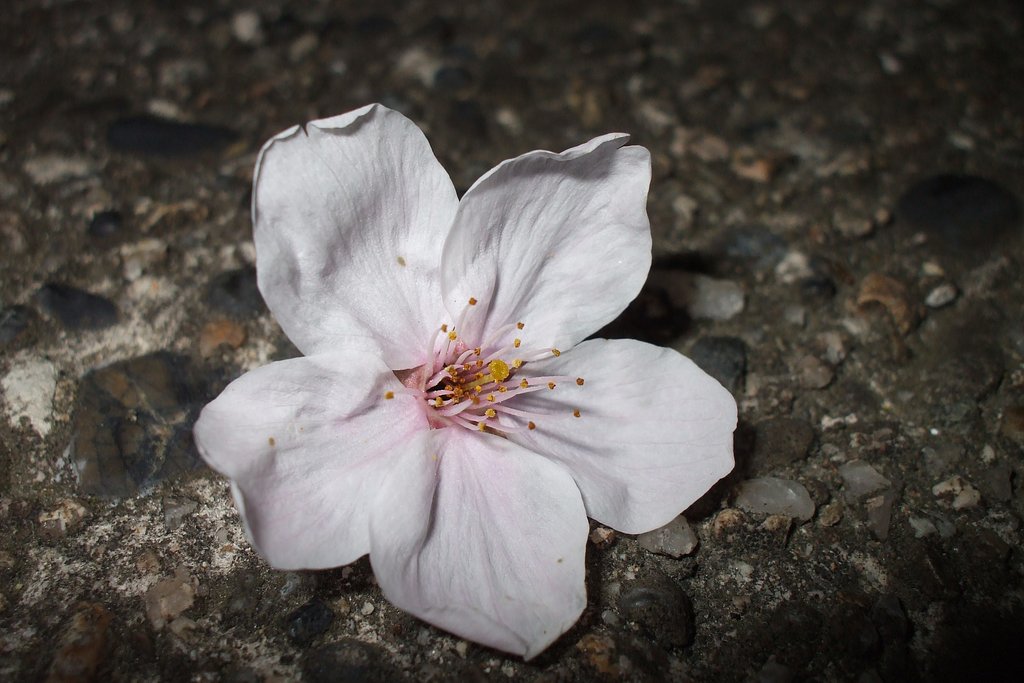 夜桜