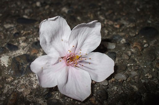 夜桜