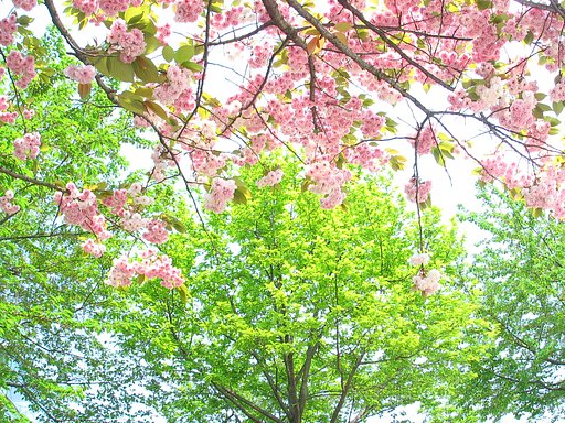 八重の頃