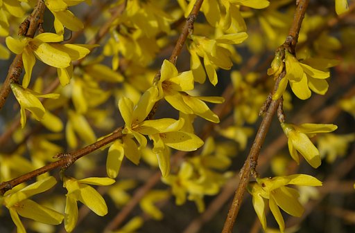 FORSYTHIA
