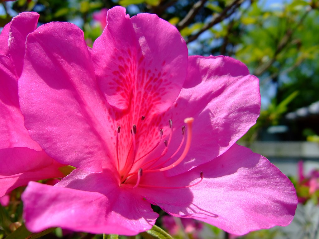 毎度おなじみ、庭の花・・・