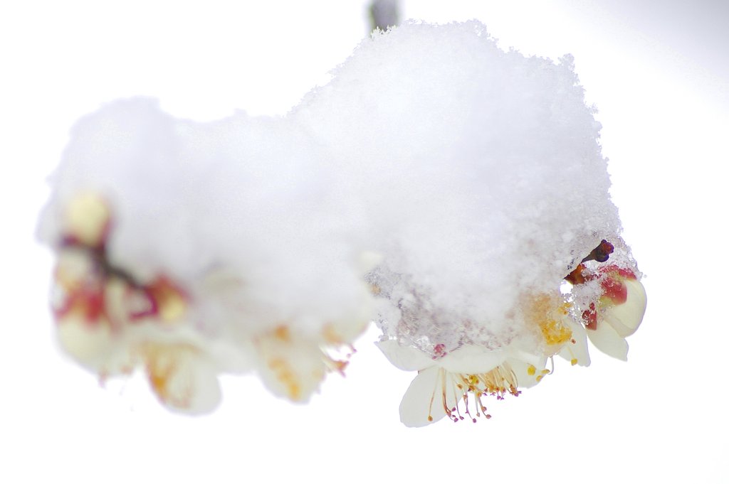 雪衣