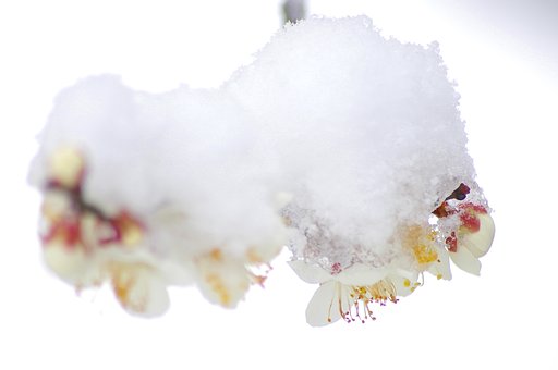 雪衣
