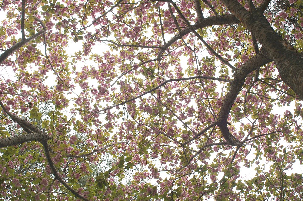 見上げれば・・・八重桜