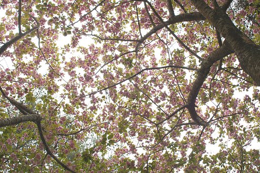 見上げれば・・・八重桜