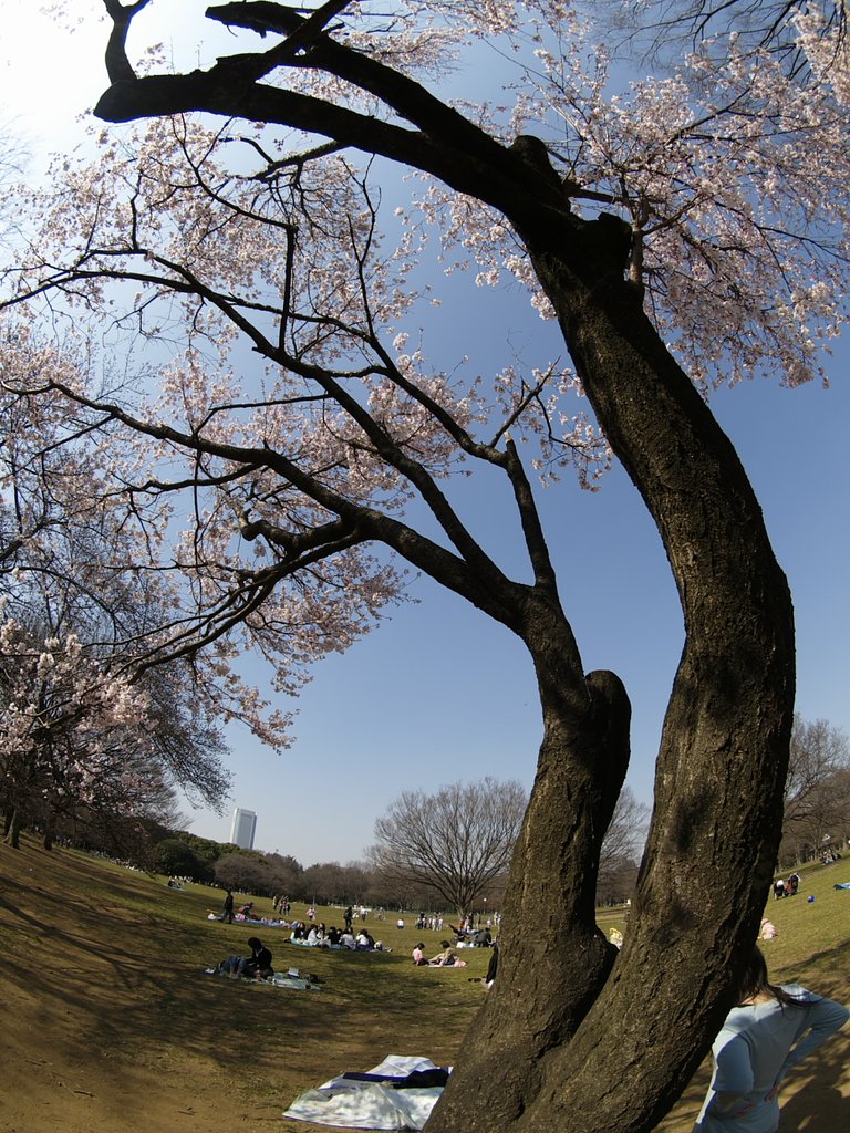 魚眼で花見！