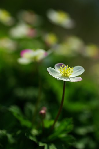 林檎のほっぺ