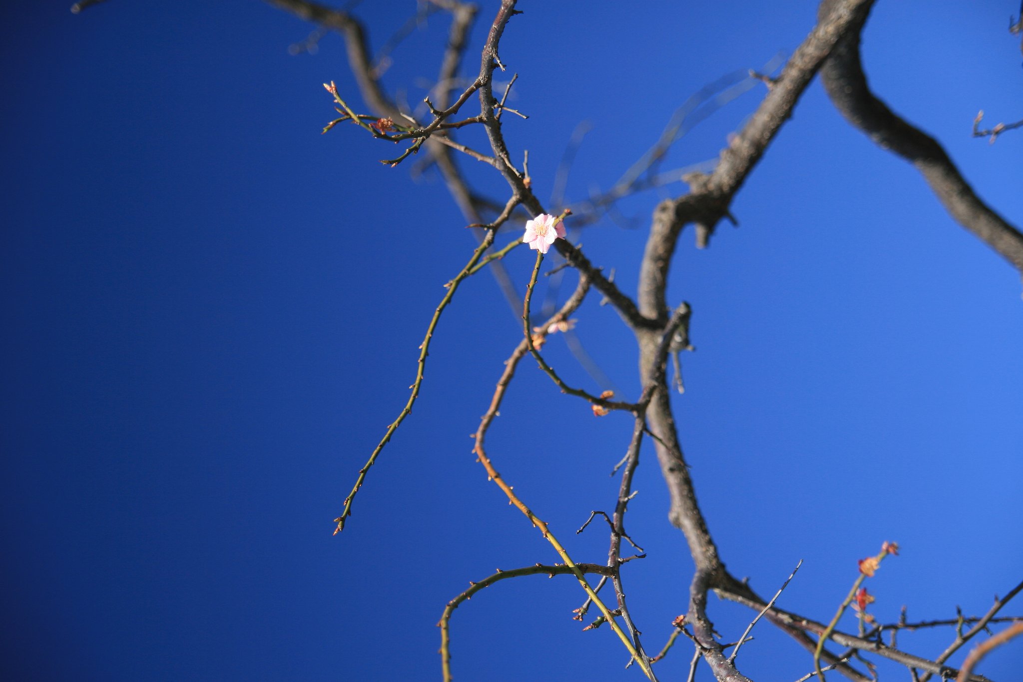 [花]梅は桜より長く咲く