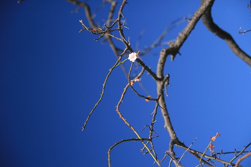 [花]梅は桜より長く咲く