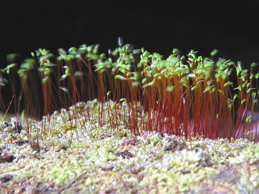 苔の舞