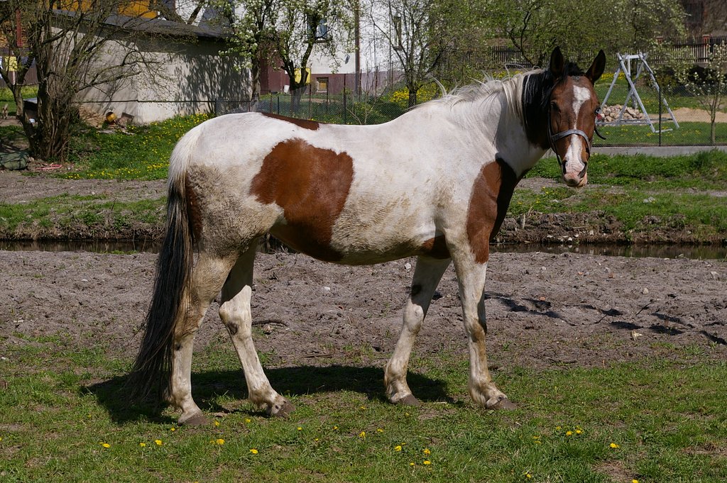 Horse to patches