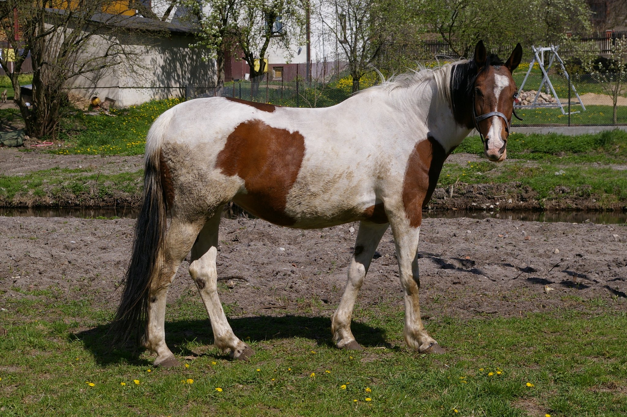 Horse to patches