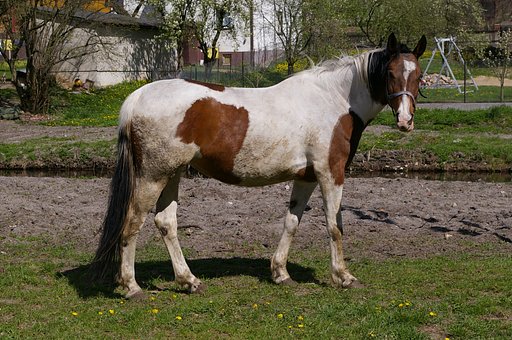 Horse to patches