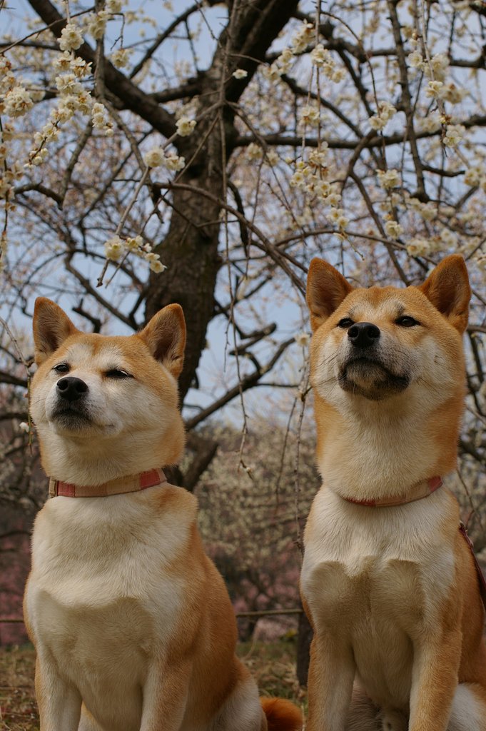 【花】自衛犬募集