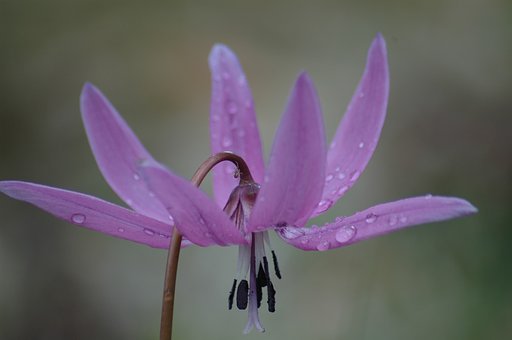 八枚の花びら
