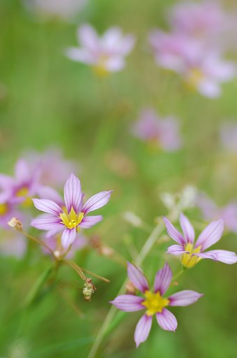 ちいさな花ばたけ