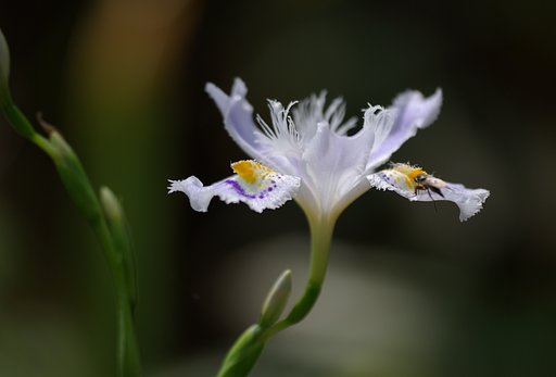 樹林の陰でⅡ