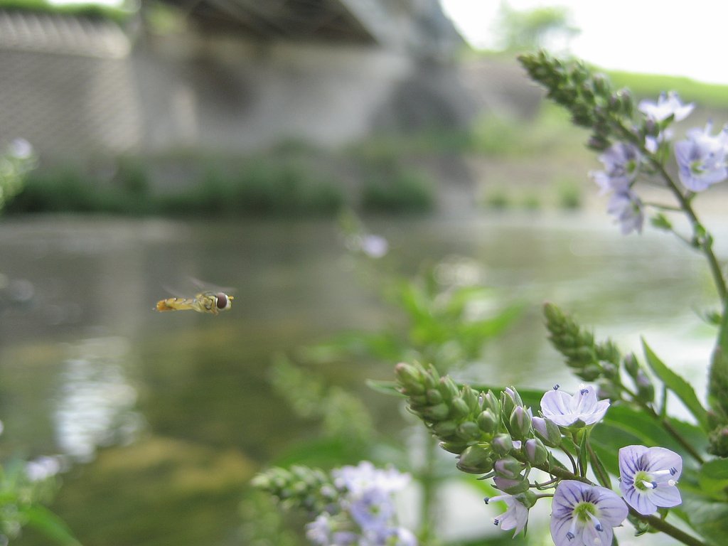 川辺な風景