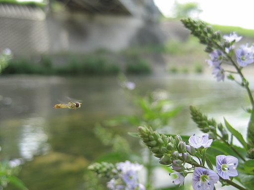 川辺な風景
