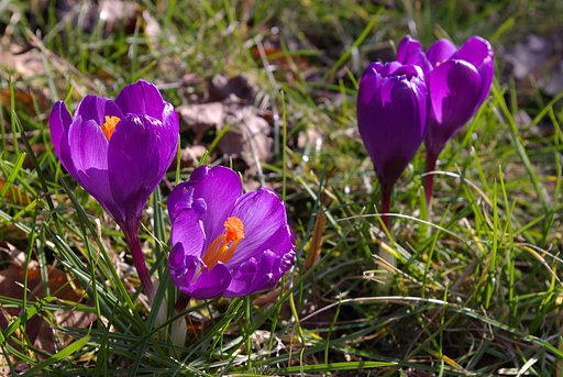 Crocus