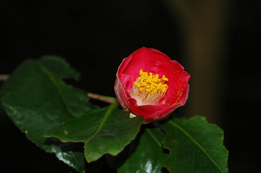 寒椿