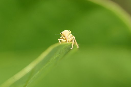 にーらめっこしーましょ〜　あっぷっぷ