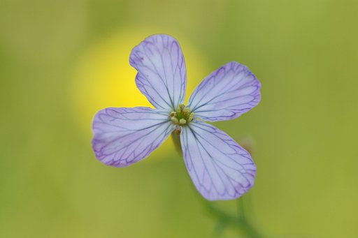 海辺の花