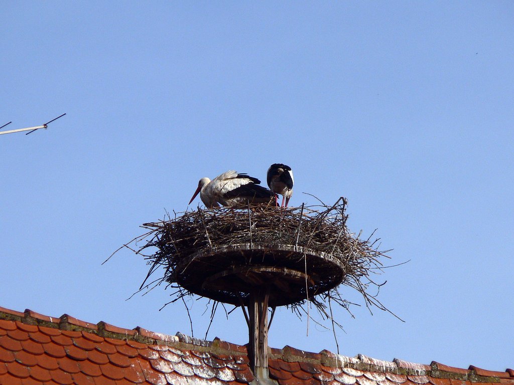 コウノトリの夫婦