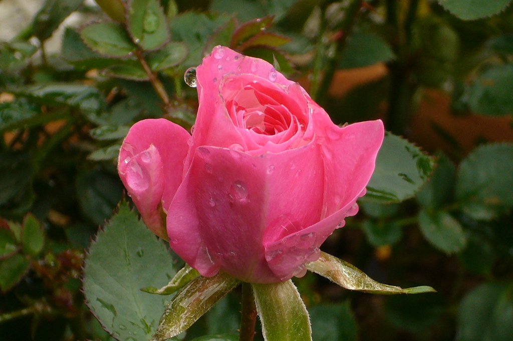 薔薇