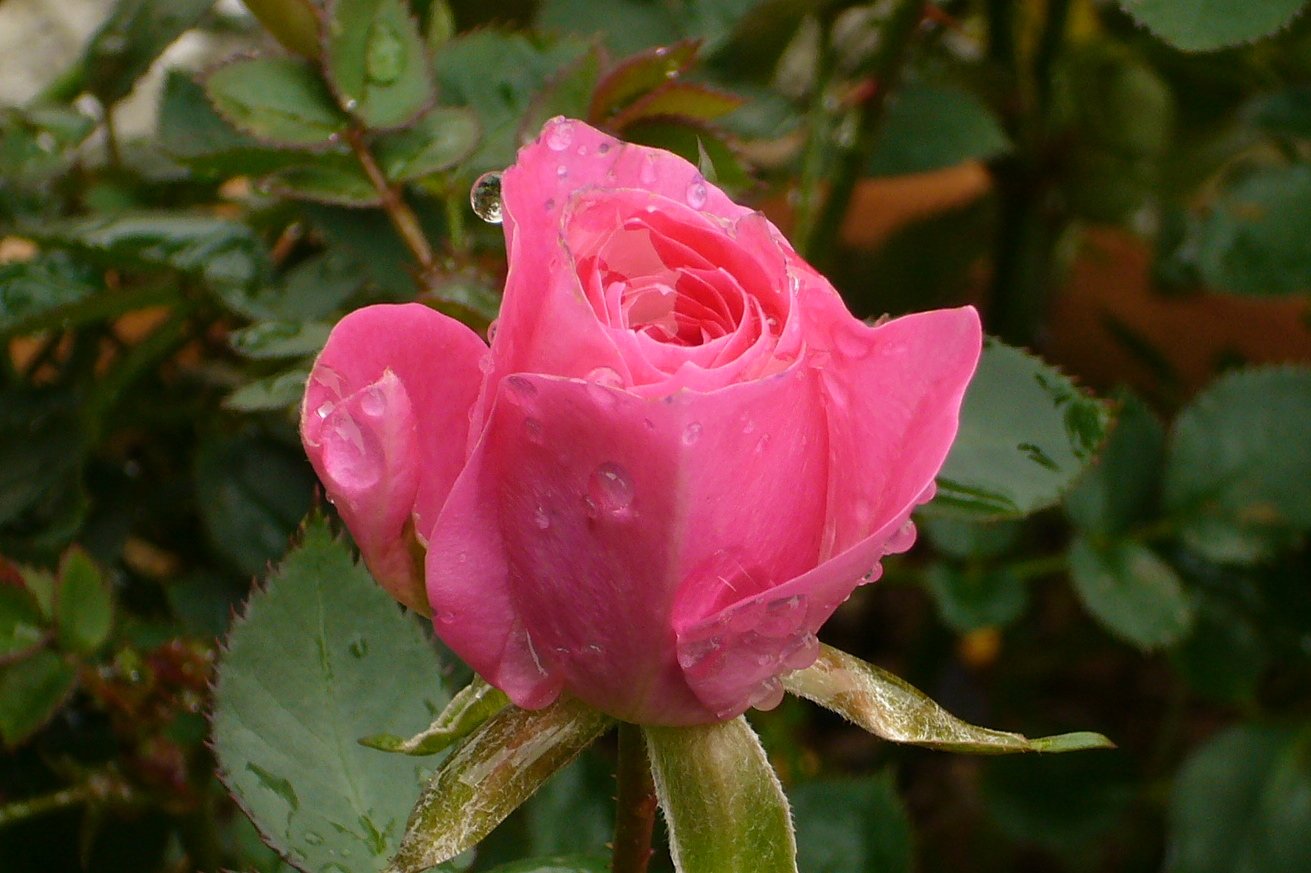 薔薇